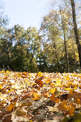 Image showing fallen leaves in autumn