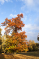 Image showing autumn in the park