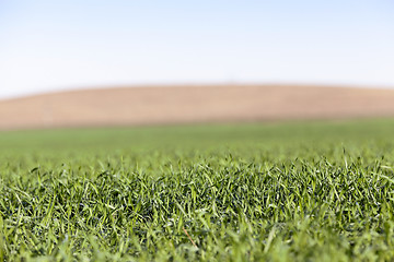 Image showing young grass plants, close-up