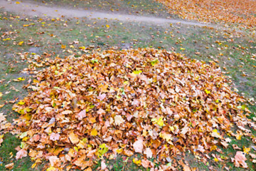 Image showing autumn in the park