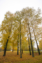 Image showing autumn in the park