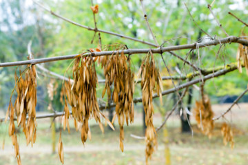 Image showing autumn in the park