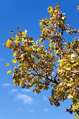 Image showing yellowing leaves on the trees