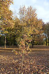 Image showing yellowing leaves on the trees