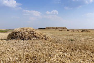 Image showing farm field cereals