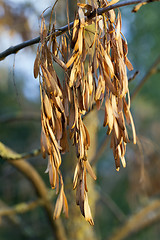 Image showing maple seeds fall