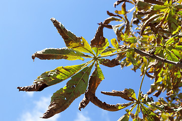 Image showing autumn in the park