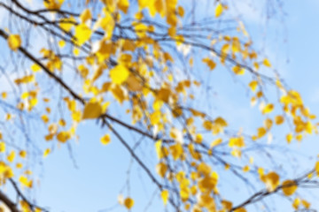 Image showing birch tree in autumn