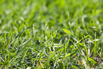 Image showing young grass plants, close-up