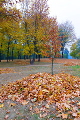 Image showing autumn in the park