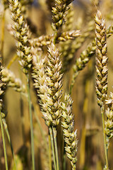 Image showing ripe ears of cereal