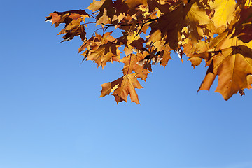 Image showing yellowing leaves on the trees