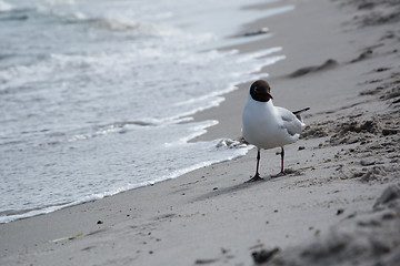 Image showing Dove at the beach in Zingst, Darss, Germany