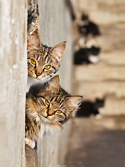 Image showing Lovely Cats