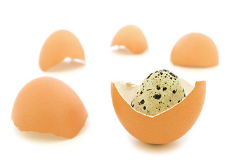 Image showing Quail Egg