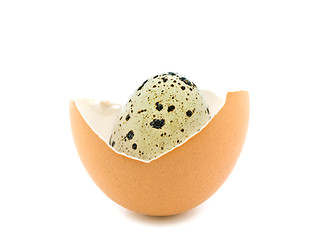 Image showing Quail Egg