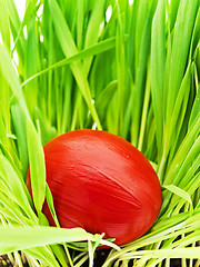 Image showing Easter Egg In Grass