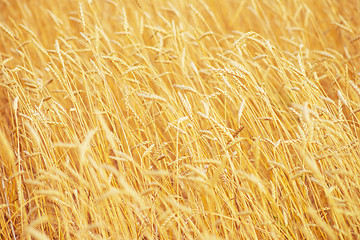 Image showing golden wheat field