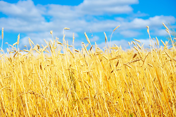 Image showing golden wheat field