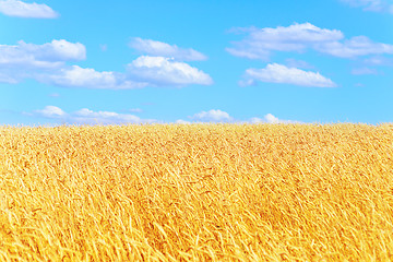 Image showing golden wheat field