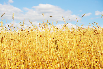 Image showing golden wheat field