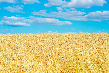 Image showing golden wheat field