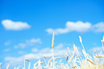 Image showing golden wheat ears