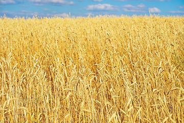 Image showing golden wheat field