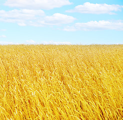 Image showing golden wheat field