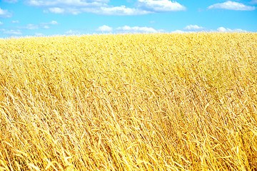 Image showing golden wheat field