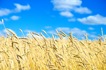 Image showing golden wheat field