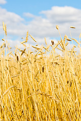 Image showing golden wheat field