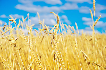 Image showing golden wheat field