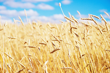 Image showing golden wheat field