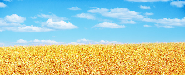 Image showing golden wheat field