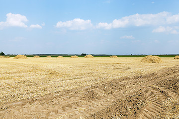 Image showing farm field cereals