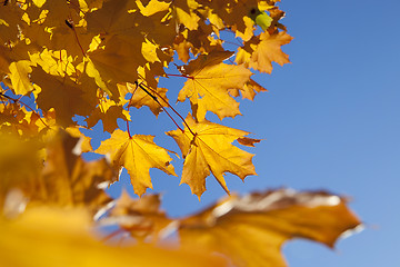 Image showing autumn in the park