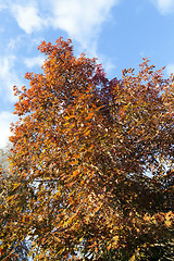 Image showing Park in autumn