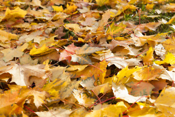 Image showing autumn in the park