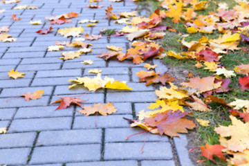 Image showing autumn in the park