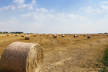 Image showing agricultural field with cereal