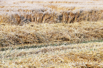 Image showing haystacks in a field of straw