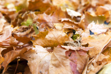 Image showing autumn in the park