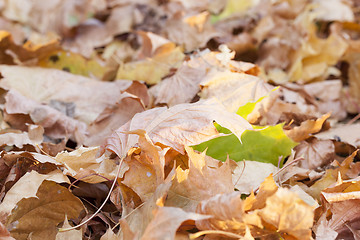 Image showing fallen leaves in autumn