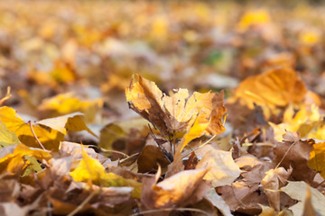 Image showing autumn in the park