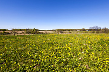 Image showing green vegetation, field