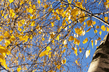 Image showing yellow foliage, autumn