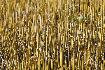 Image showing haystacks in a field of straw