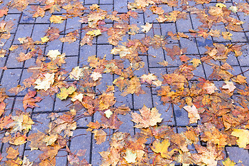 Image showing leaves on the sidewalk, autumn