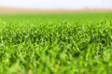 Image showing young grass plants, close-up